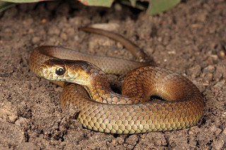 Victorian Snake Identification Chart