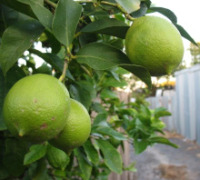 - Abundant fruit in backstreets of Preston