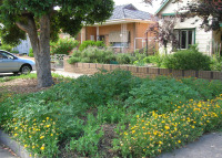 - Vegies on nature strip (and ladder to tree house!)