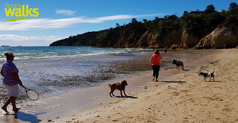 dog walks near me with water