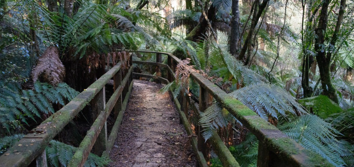 Victoria Walks: Country Walk ideas. Photo by Julia Romanieux (Myrtle Gully Creek walk)