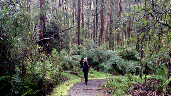 Tarra Bulga rainforest walk for Weekend Escapes