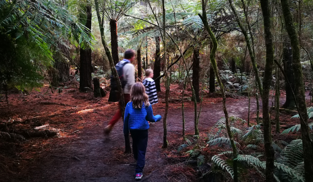 Redwood Forest: Find Walks in the Yarra Ranges