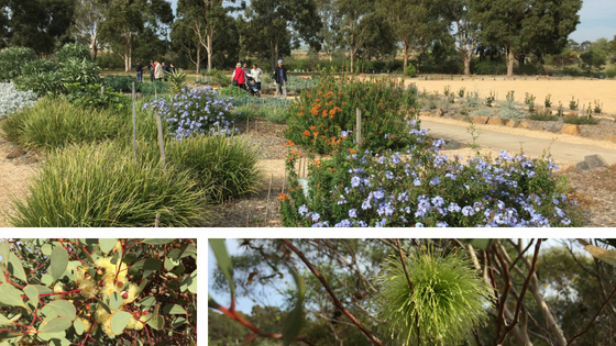 Melton Botanic Garden walk